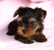 Lovely and cute yorkie puppies