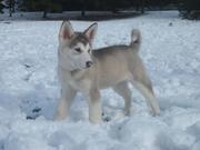 Charming Alaskan Malamute Puppies Available At Low Cost