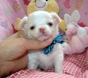 Precious chihuahua puppy available 