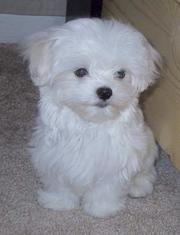 very lovable maltese puppies for adoption