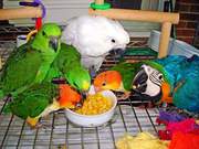 Talking parrots for good prices (301) 357-8696