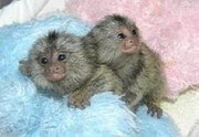  Baby Marmoset Monkeys for Adoption 