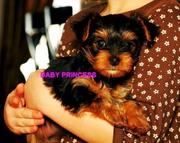 Cute And Adorable Yorkie Puppy For New Home!!!