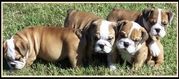 AKC Reg English Bulldog Puppies For Adoption...