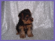 Availeble Yorkshire Terrier puppies
