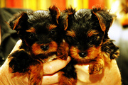 excellent teacup yorkie puppies for free adoption