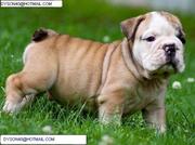 $90 Akc Reg English Bulldog Puppies For Adoption