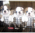 Outstanding Quality English bulldog Puppies ready to go