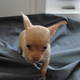 Female Chihuahua for rehoming please!!