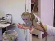 Cute weeper capuchin monkeys for sale