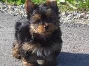 adorable yorkie puppy for free adoption