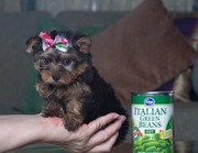Cutest T-CUP Yorkie Puppies For X-Mas On Adoption