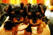 Two outstanding teacup yorkie puppies to loving homes